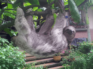A sloth poses for a picture at the Toucan/Sloth Rescue Ranch in Costa Rica.