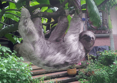 A sloth poses for a picture at the Toucan/Sloth Rescue Ranch in Costa Rica.